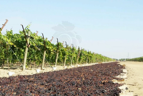 DOV Изюминка решетчатая система