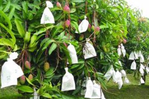 манго, растущее на дереве