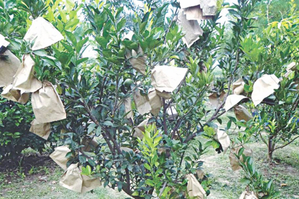 Бумажная сумка для защиты апельсинов.jpg