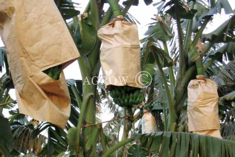 Банановые растущие сумки