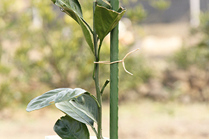 Связывание веревки виноградной лозы
