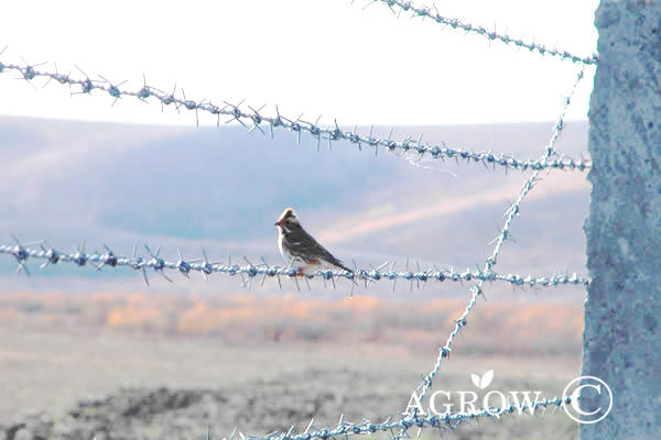 Забор из колючей проволоки