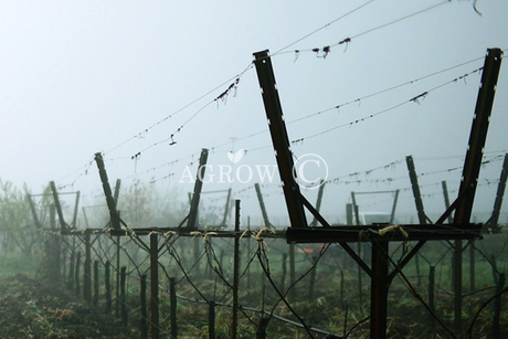 Система лировых решеток