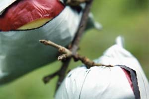 яблоко в bag.jpg