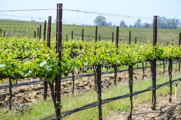 Vineyard VSP Trellis System.jpg