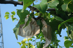 Груша растет в саду. jpg